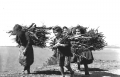 Κουβαλώντας ξύλα, 1953